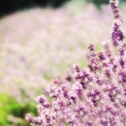 姓高女孩两个字名字大全 高姓2个字女宝宝起名