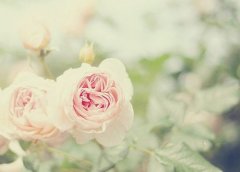 姓丁女孩两个字名字大全 丁姓2个字女宝宝起名