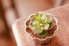 姓容女孩两个字名字大全 容姓2个字女宝宝起名