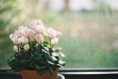 洋气的姓高女孩名字大全