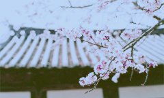 洋气的姓崔女孩名字大全