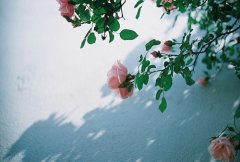 洋气的姓封女孩名字大全