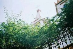 洋气的姓龙女孩名字大全