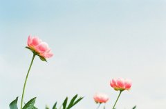 洋气的姓从女孩名字大全