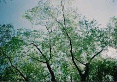 洋气的姓叶女孩名字大全