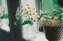 洋气的姓蒲女孩名字大全