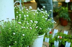 姓亢女孩名字大全洋气