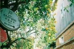 姓鲁可爱的女孩名字大全