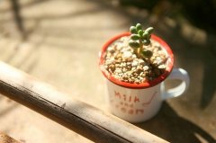 姓席可爱的女孩名字大全