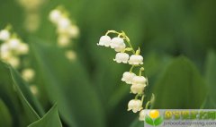 公历2019年3月28号未时出生的女宝宝名字如何来起，宜用的字是什