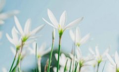 姓樊女孩有寓意的名字大全