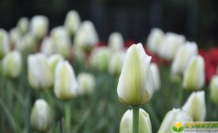 公历2019年3月31号子时出生的女宝宝名字怎么起，宜用的字有哪些