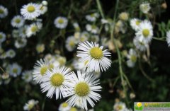 2019年12月17号出生的女宝宝五行缺木如何起名，宜用的字有哪些