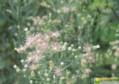 2019年12月19号出生的女宝宝五行缺木该怎么起名，宜用字又有哪些