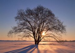 狗年姓花女孩名字大全 属狗花姓女宝宝起名2018