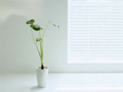 姓井女孩有寓意的名字大全