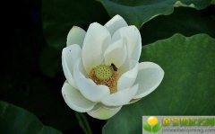 公历2019年3月19号子时出生的女宝宝怎么起名字，宜用字有什么