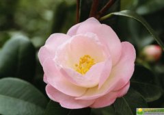 2019年七夕情人节出生的男宝宝五行缺木要如何起名字