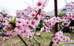 2019猪年冬至生的女宝宝五行缺土要如何起名字