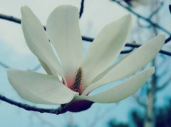 姓寇女孩有寓意的名字大全