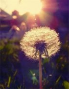 狗年姓贾女孩名字大全 属狗贾姓女宝宝起名2018