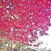 狗年姓丁女孩名字大全 属狗丁姓女宝宝起名2018