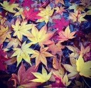 狗年姓徐女孩名字大全 属狗徐姓女宝宝起名2018