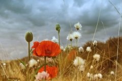 狗年姓缪女孩名字大全 属狗缪姓女宝宝起名2018