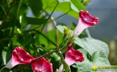 2019年农历二月初八出生的男孩五行缺金怎么起名字吉祥，去什么字