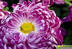 圣诞节出生的女宝宝起名带什么字好，用哪些字比较合适