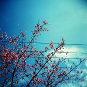 狗年姓伊女孩名字大全 属狗伊姓女宝宝起名2018