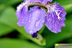 2019年农历二月初五出生的男孩五行缺金怎么起如意，用什么字