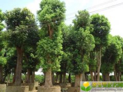 七夕情人节晚上出生的女宝宝起什么名字好