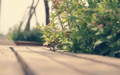 狗年姓籍女孩名字大全 属狗籍姓女宝宝起名2018