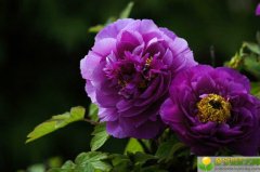 2019年8月26号出生的女宝宝五行缺土起名推荐