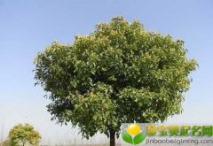 2019年七夕情人节是几月几号，青年节出生的女宝宝起什么名字好