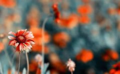 狗年姓拓拔女孩名字大全 属狗拓拔姓女宝宝起名2018