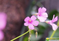 2019年农历二月十一出生的男孩五行缺金如何起名字，宜用什么字