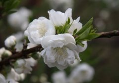 狗年姓濮阳女孩名字大全 属狗濮阳姓女宝宝起名2018