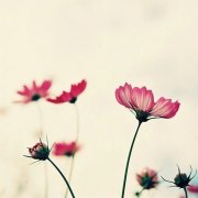 狗年姓端木女孩名字大全 属狗端木姓女宝宝起名2018