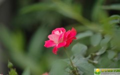 2019年农历二月初二出生的男孩五行缺金用什么名字好听，什么字好