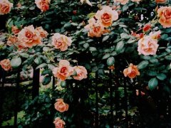 姓蓝女孩寓意吉祥的名字大全