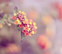 姓邱女孩寓意吉祥的名字大全