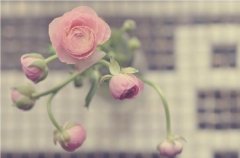 姓帅女孩寓意吉祥的名字大全