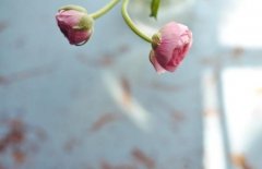 姓缑女孩寓意吉祥的名字大全