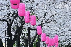 姓屈女孩名字有诗意