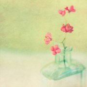 姓强女孩名字有诗意