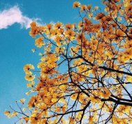 姓屠女孩名字有诗意