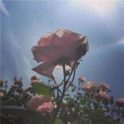 姓翟女孩名字有诗意