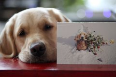 姓晏霸气的女孩名字